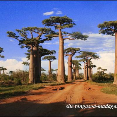 Baobabs grandidier