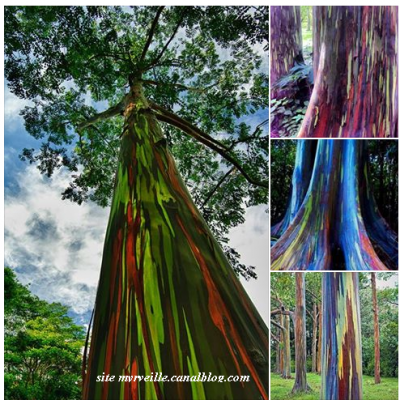 Eucalyptus arc-en-ciel