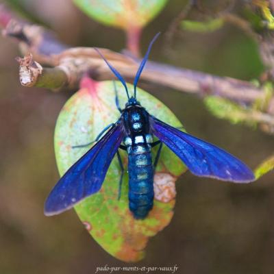 Insecte bleu - Monteverde, Costa Rica