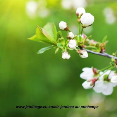 Arbre fruitier en bourgeons