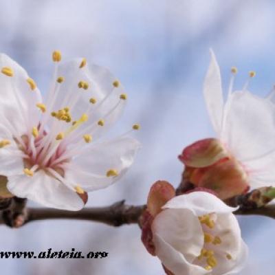 Arbre en fleurs 