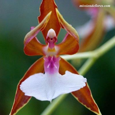 Ballerina orchid