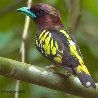 Broadbill