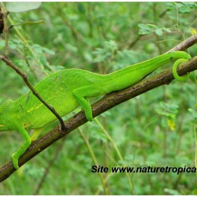 CAMELEON VERT MAYOTTE