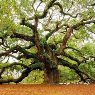 Chêne ange de Charleston âge 1 400 ans