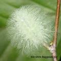 Chenille de cristal Isochaetes beutenmuelleri 