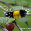 Chenille du lophocampa maculata 