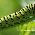 chenille du machaon 