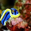 chromodoris