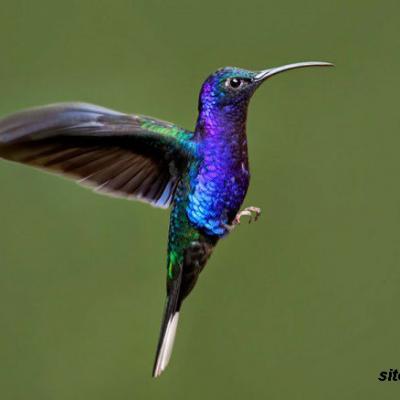 colibri