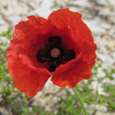 Coquelicot