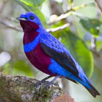 cotinga cordon bleu