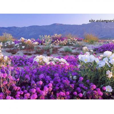 désert d'atacama en fleurs au Chili