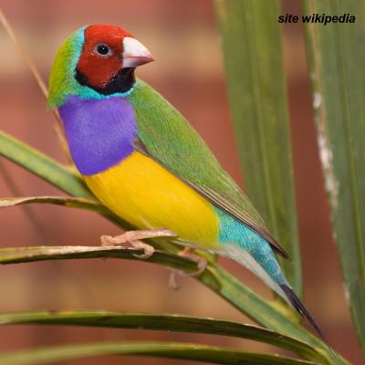 diamant de Gould