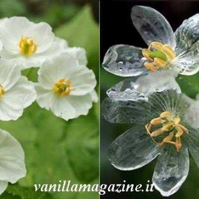 Diphylleia grayi : la fleur qui au contact de l'eau devient transparente