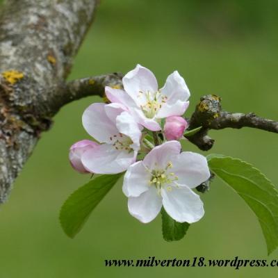 Fleurs de pommier