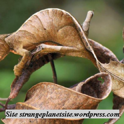 gecko uroplatus phantasticus