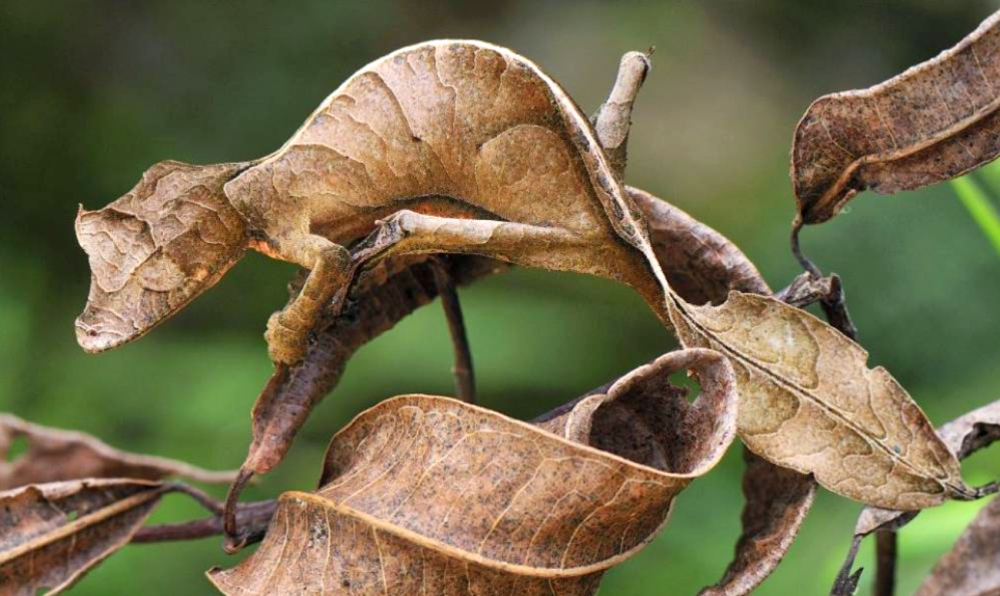 gecko uroplatus phantasticus site strangeplanetsite.wordpress.com