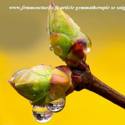 Bourgeons