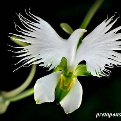 Habenaria Radiata 