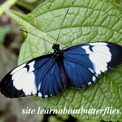 Heliconius sara 