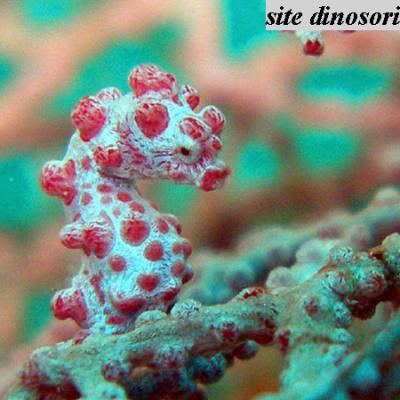 hippocampe corail