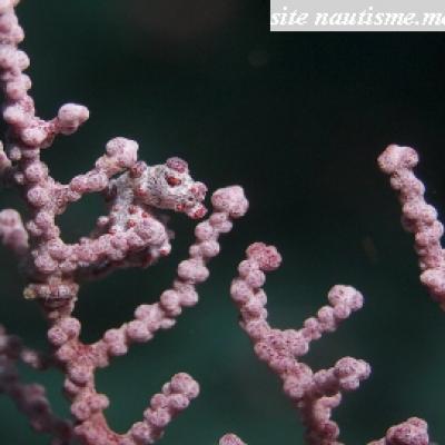 hippocampe corail