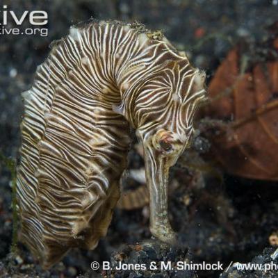 hippocampe zebra