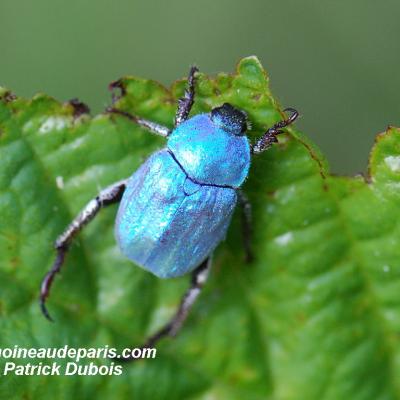 Hoplia Caerulea