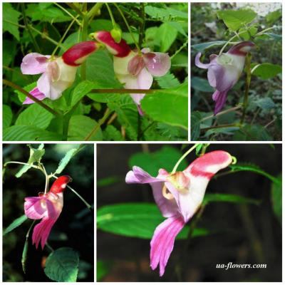 Impatiens psittacina 