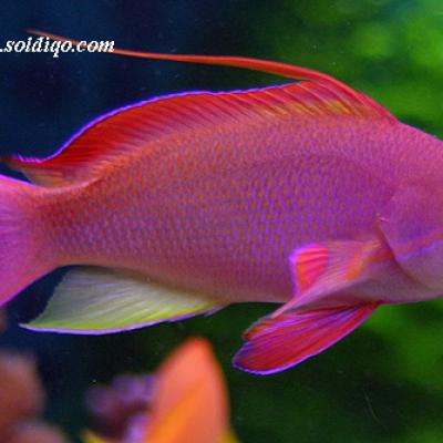 Lyretail anthias