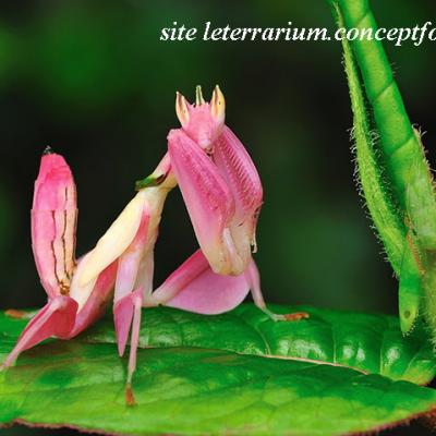 mante religieuse orchidée