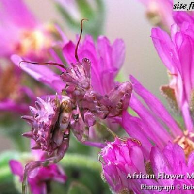 mante religieuse orchidée 