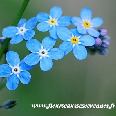 Myosotis des bois 