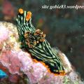 nembrotha de Kubary