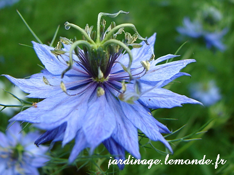 Nigelle de damas