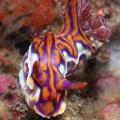 nudibranche 