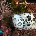 nudibranche doris funèbre