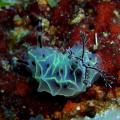 nudibranche halgerda formosa