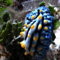 nudibranche verruqueux