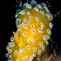 nudibranche