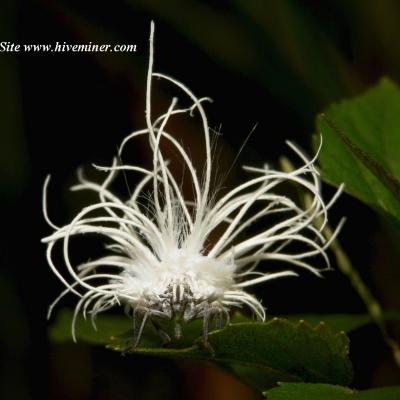 Nymphe Flatidae ou insecte de coton