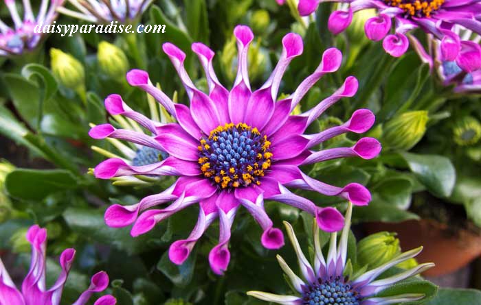 Osteospermum whirligig