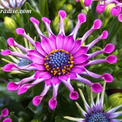 Osteospermum whirligig