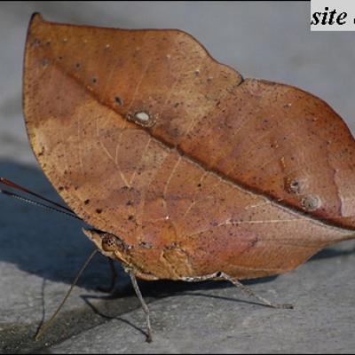 papillon feuille