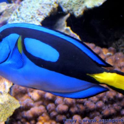 Paracanthurus-hepatus,poisson chirurgien bleu ou Dory