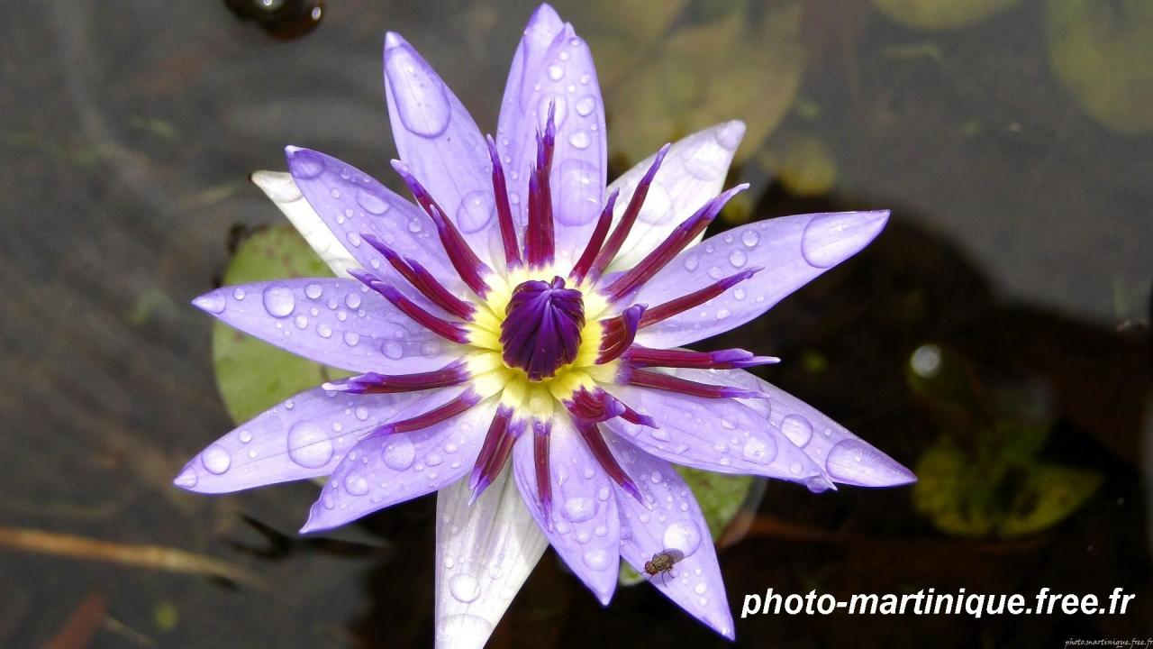 Fleur de nénuphar