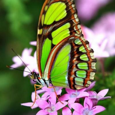 PAPILLON SUR UNE FLEUR