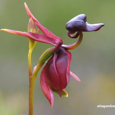 Caleana major (orchidee canard volant)