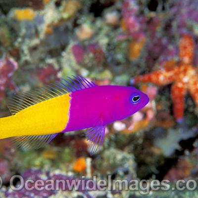 Pseudochromis paccagnellae